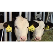 500 mm lýtkového hlava